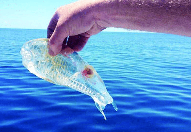 世界上最会“捉迷藏”的鱼,很难被发现,科学家警告:千万别抓5