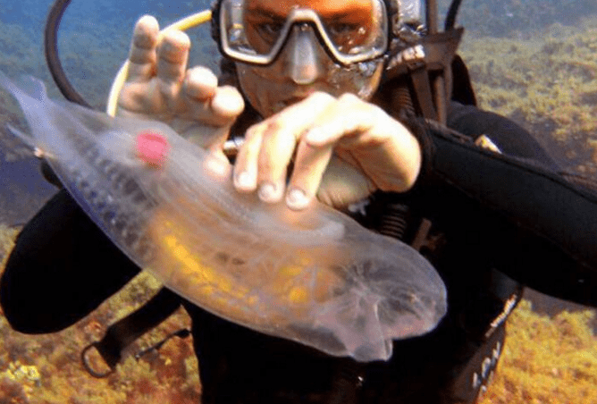 世界上最会“捉迷藏”的鱼,很难被发现,科学家警告:千万别抓6