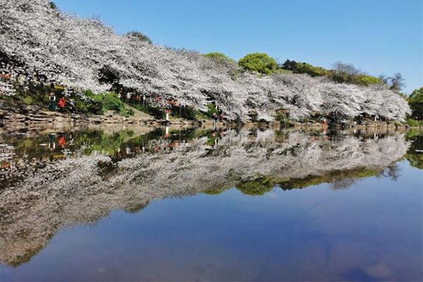 湖南省森林植物园春天有哪些花1