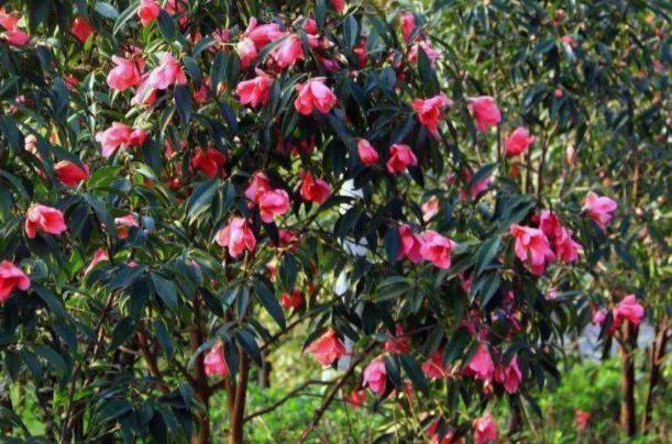 湖南省森林植物园春天有哪些花2