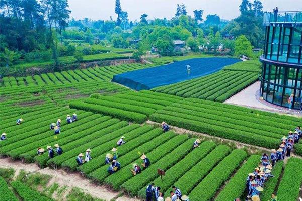 成都春季采茶的地方有哪些1