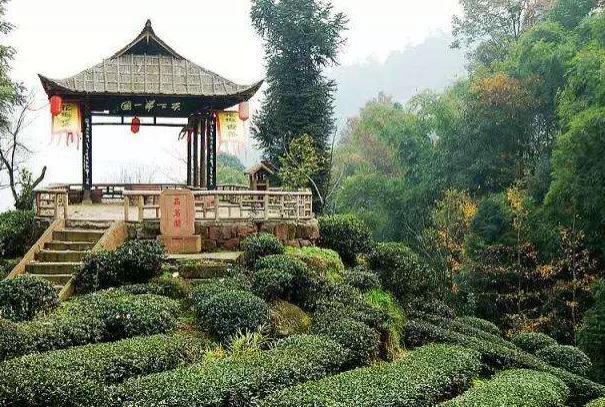 成都春季采茶的地方有哪些2