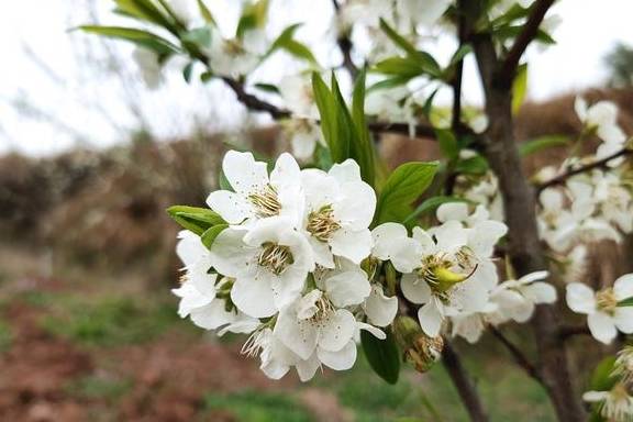 南充：迷你长城！离城区5公里，你去爬过没有？6