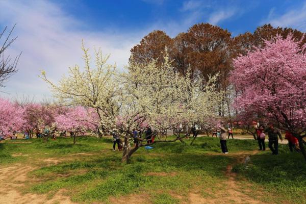 2022东湖赏花年票价格及包含景点1