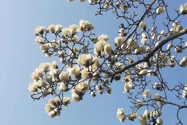 2022扬州玉兰花开放时间及观赏地点推荐1