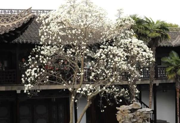 2022扬州玉兰花开放时间及观赏地点推荐3