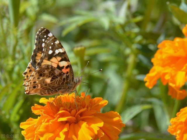 好的人生:手执烟火以谋生,心怀诗意以谋爱2
