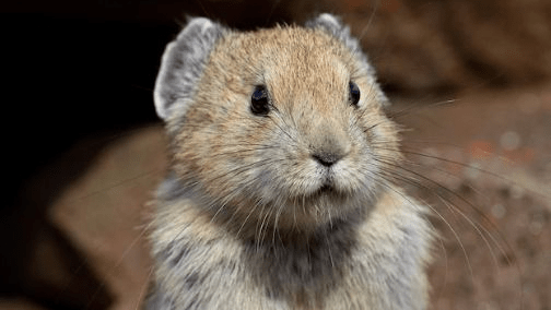 高原鼠兔是草原退化“元凶”？数量已达12亿，为何专家称是好事？1