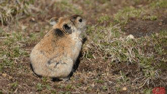 高原鼠兔是草原退化“元凶”？数量已达12亿，为何专家称是好事？2