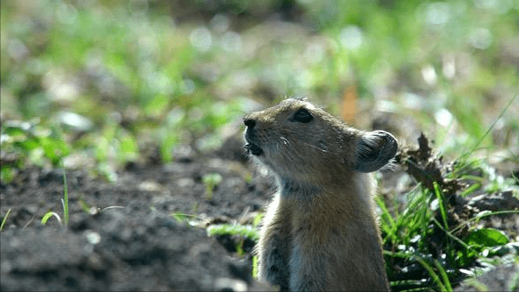 高原鼠兔是草原退化“元凶”？数量已达12亿，为何专家称是好事？3