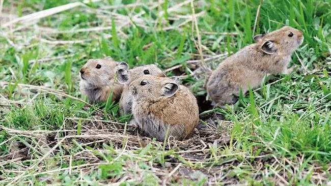 高原鼠兔是草原退化“元凶”？数量已达12亿，为何专家称是好事？6