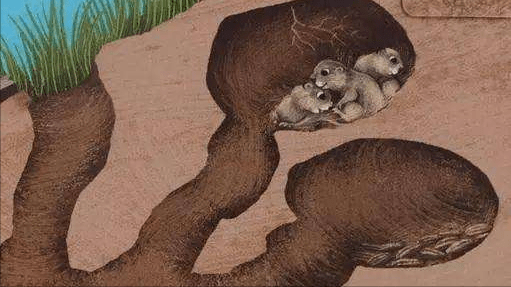 高原鼠兔是草原退化“元凶”？数量已达12亿，为何专家称是好事？7