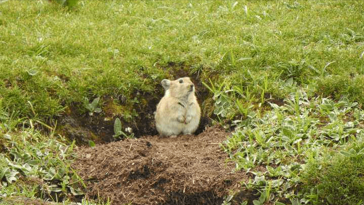 高原鼠兔是草原退化“元凶”？数量已达12亿，为何专家称是好事？8