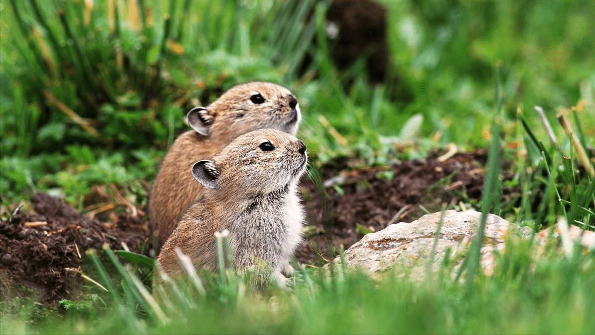 高原鼠兔是草原退化“元凶”？数量已达12亿，为何专家称是好事？9