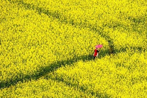 油菜花怎么拍照才好看 附详细教程2