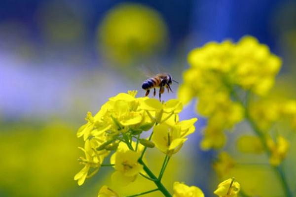油菜花怎么拍照才好看 附详细教程3