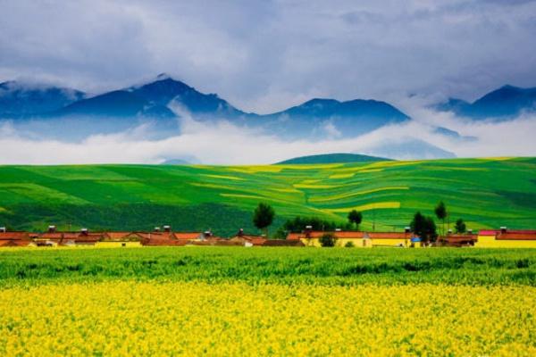 油菜花怎么拍照才好看 附详细教程4
