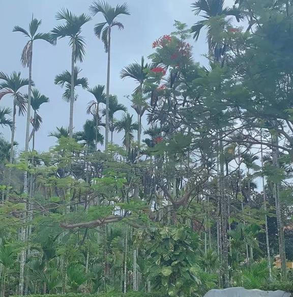 欲穷三亚景 唯有凤凰岭1