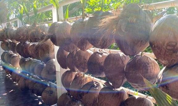 欲穷三亚景 唯有凤凰岭2