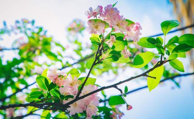 岁岁春草生，踏青二三月｜五大踏青胜地为你展现最美春景1