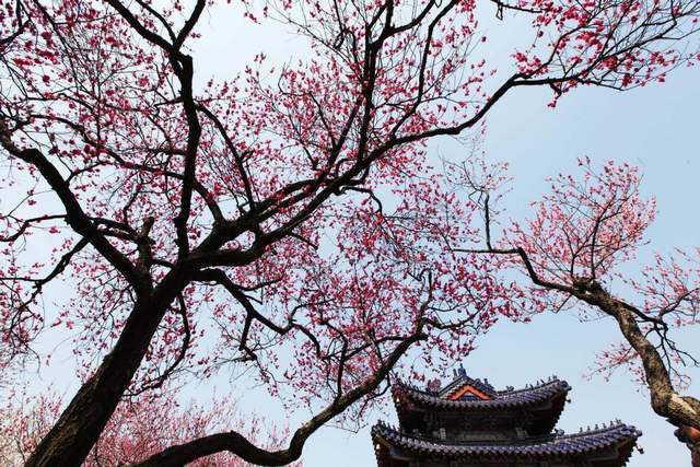 岁岁春草生，踏青二三月｜五大踏青胜地为你展现最美春景7