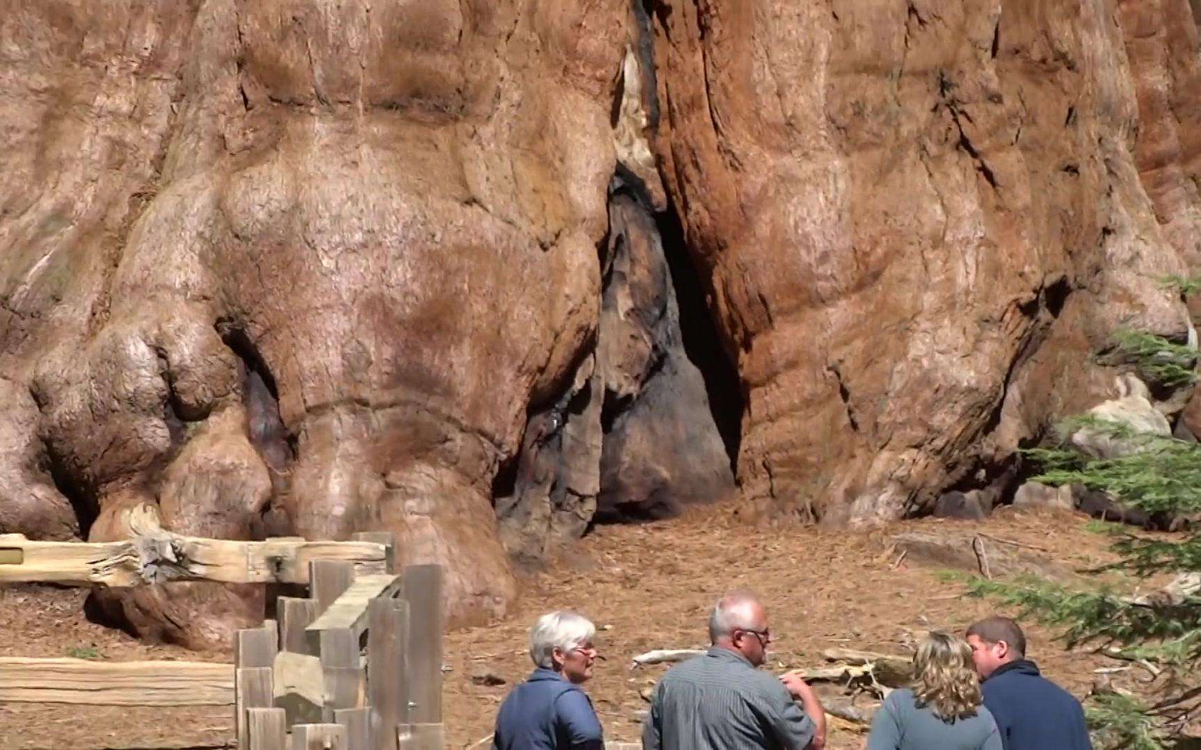 世界上最大的一棵树，重量高达2800吨，年龄已经3500岁1