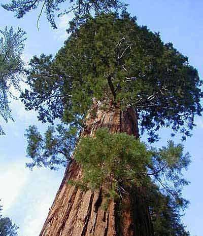 世界上最大的一棵树，重量高达2800吨，年龄已经3500岁2