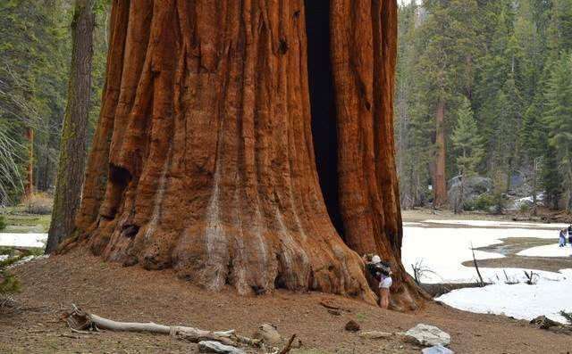 世界上最大的一棵树，重量高达2800吨，年龄已经3500岁3