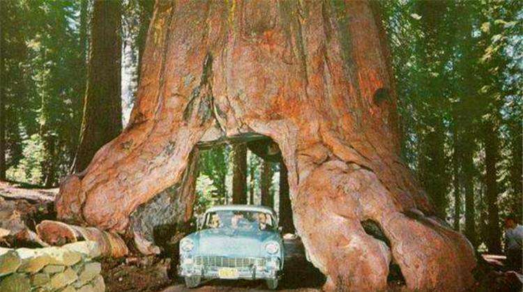 世界上最大的一棵树，重量高达2800吨，年龄已经3500岁4