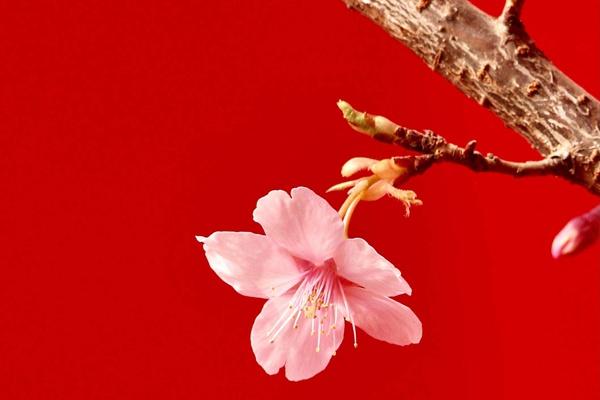 杭州滨江樱花跑道的起点和终点1