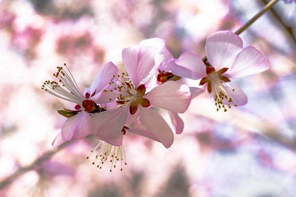 杭州滨江樱花跑道的起点和终点2