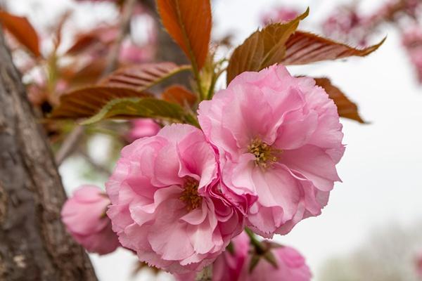 杭州滨江樱花跑道的起点和终点3