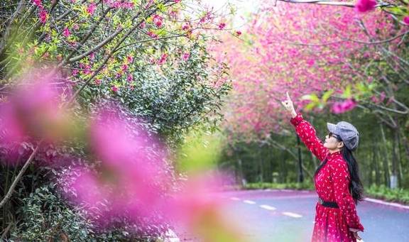 武汉最新网红赏花地,黄陂花乡茶谷,游人:像极了日本樱花小镇2