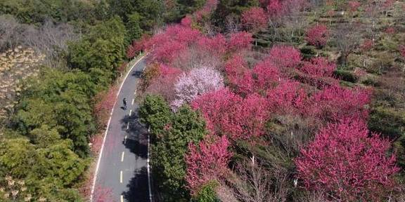 武汉最新网红赏花地,黄陂花乡茶谷,游人:像极了日本樱花小镇4