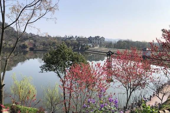 武汉最新网红赏花地,黄陂花乡茶谷,游人:像极了日本樱花小镇7