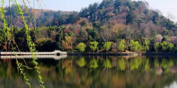 武汉最新网红赏花地,黄陂花乡茶谷,游人:像极了日本樱花小镇8