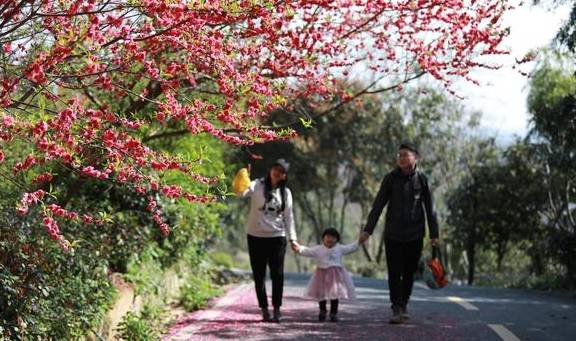 武汉最新网红赏花地,黄陂花乡茶谷,游人:像极了日本樱花小镇13