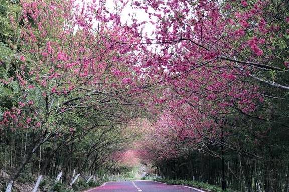 武汉最新网红赏花地,黄陂花乡茶谷,游人:像极了日本樱花小镇14