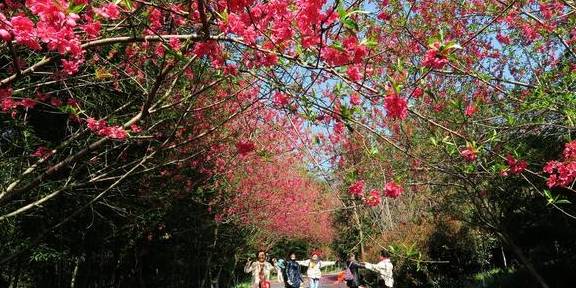 武汉最新网红赏花地,黄陂花乡茶谷,游人:像极了日本樱花小镇15