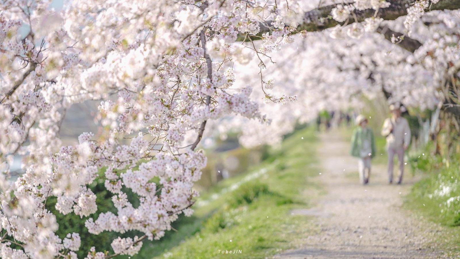 樱花烂漫几多时？杭州这处600亩樱花谷，承包杭州人45天的浪漫樱花期3