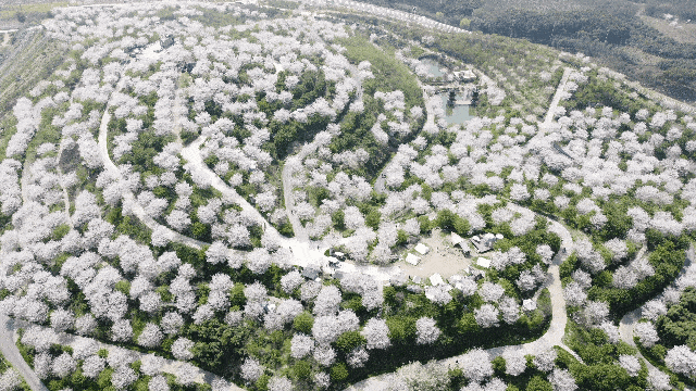 樱花烂漫几多时？杭州这处600亩樱花谷，承包杭州人45天的浪漫樱花期5