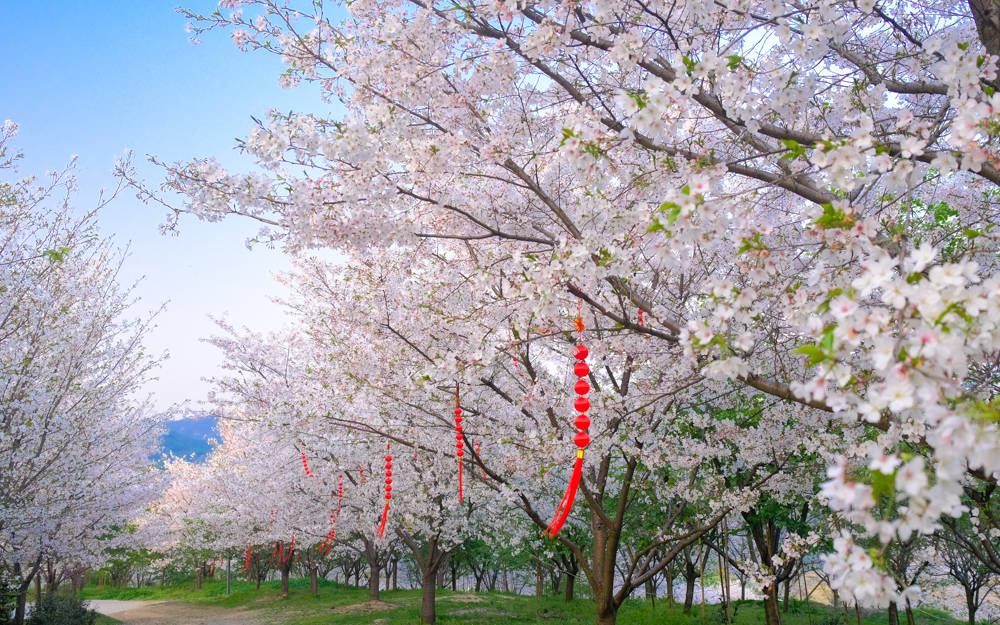 樱花烂漫几多时？杭州这处600亩樱花谷，承包杭州人45天的浪漫樱花期6