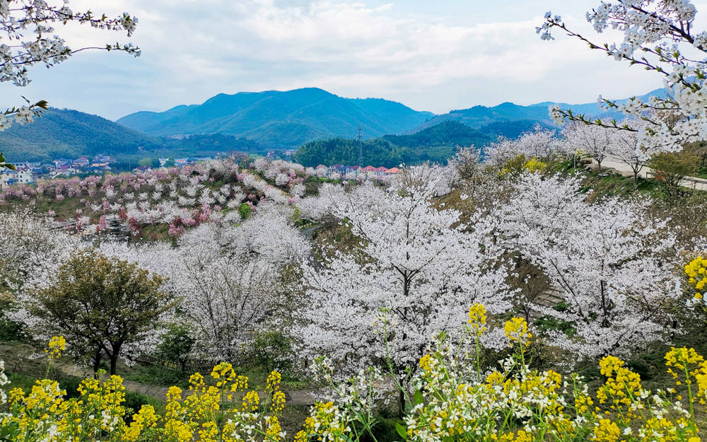 樱花烂漫几多时？杭州这处600亩樱花谷，承包杭州人45天的浪漫樱花期7