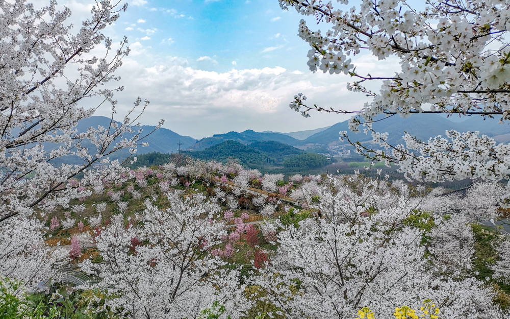 樱花烂漫几多时？杭州这处600亩樱花谷，承包杭州人45天的浪漫樱花期8