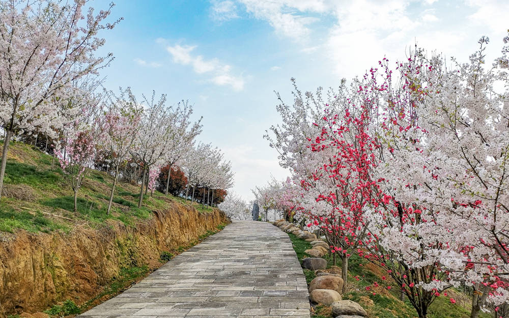 樱花烂漫几多时？杭州这处600亩樱花谷，承包杭州人45天的浪漫樱花期9