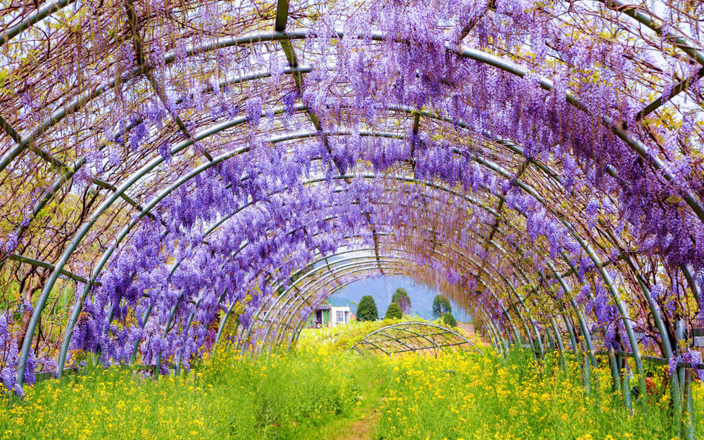 樱花烂漫几多时？杭州这处600亩樱花谷，承包杭州人45天的浪漫樱花期11