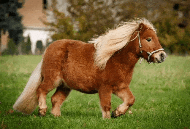 樱花烂漫几多时？杭州这处600亩樱花谷，承包杭州人45天的浪漫樱花期12