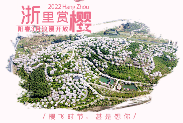 樱花烂漫几多时？杭州这处600亩樱花谷，承包杭州人45天的浪漫樱花期14