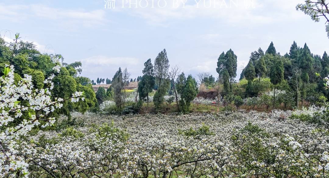 春光中的重庆,花岩万亩梨花皑皑如雪,景美人少免费开放,约起来1