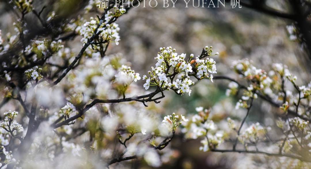 春光中的重庆,花岩万亩梨花皑皑如雪,景美人少免费开放,约起来2